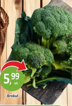 Passa Brokuł oferta