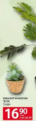 Selgros Sukulent w koszyku 16 cm 274684 oferta