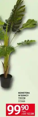 Selgros Monstera w donicy 110cm oferta