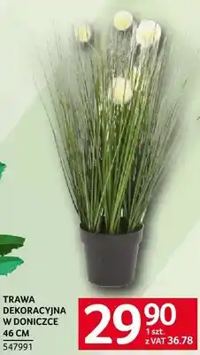 Selgros Trawa dekoracyjna w doniczce 46 cm 547991 oferta