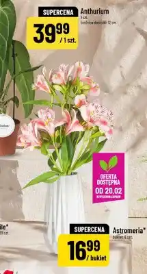 Polomarket Astromeria oferta