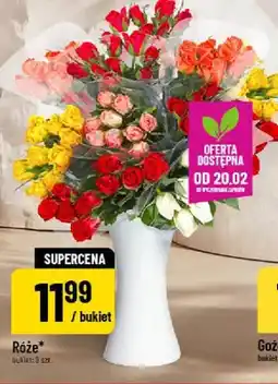 Polomarket Róże oferta
