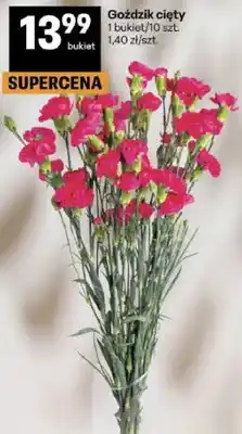 Delikatesy Centrum Goździk cięty oferta