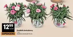 Delikatesy Centrum Goździk doniczkowy oferta
