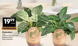 Delikatesy Centrum Filodendron green princess, white measure oferta