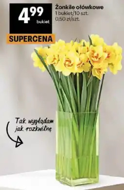 Delikatesy Centrum Żonkile ołówkowe oferta