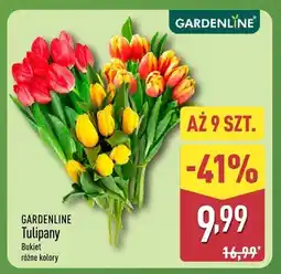 ALDI Tulipany bukiet różne kolory oferta