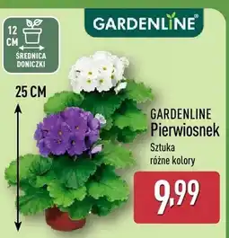 ALDI Pierwiosnek oferta