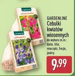 ALDI Cebulki kwiatów wiosennych oferta