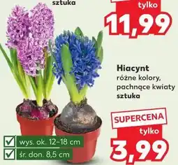 Kaufland Hiacynt różne kolory, pachnące kwiaty sztuka oferta