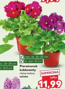 Kaufland Pierwiosnek kubkowaty różne kolory sztuka oferta