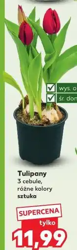 Kaufland Tulipany 3 cebule, różne kolory sztuka oferta
