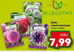 Kaufland W.Legutko Dalie cebule kwiatowe różne rodzaje oferta