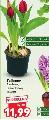 Kaufland Tulipany 3 cebule, różne kolory oferta