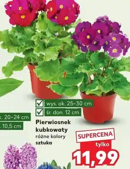 Kaufland Pierwiosnek kubkowy różne kolory oferta