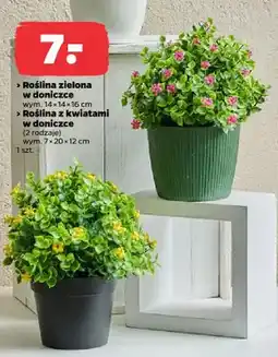 Netto Roślina z kwiatami w doniczce oferta