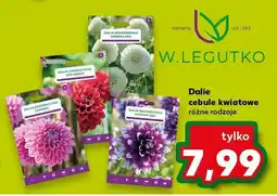 Kaufland Dalie cebule kwiatowe różne rodzaje oferta