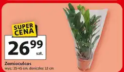 Auchan Zamioculcas oferta