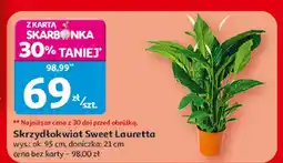 Auchan Skrzydłokwiat Sweet Lauretta oferta