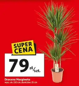Auchan Dracena Marginata oferta