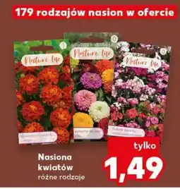 Kaufland Nasiona kwiatów oferta