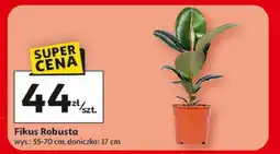 Auchan Fikus robusta 12 cm oferta