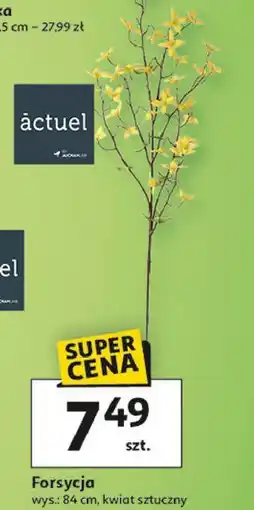 Auchan Forsycja 84 cm Actuel oferta