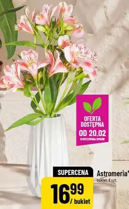 Polomarket Astromeria oferta