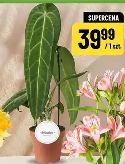Polomarket Anthurium oferta