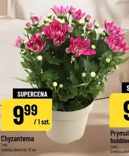Polomarket Chryzantema oferta