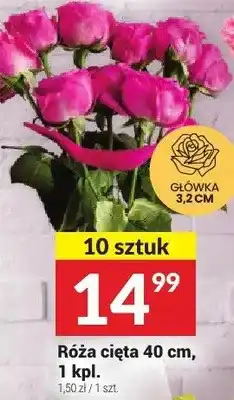 Twój Market Róża cięta 40 cm oferta