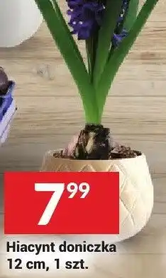 Twój Market Hiacynt doniczka 12 cm oferta