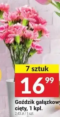 Twój Market Goździk gałązkowy cięty oferta