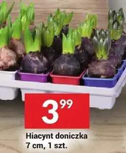 Twój Market Hiacynt doniczka 7 cm oferta