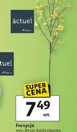 Auchan Forsycja Actuel oferta