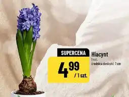 Polomarket Hiacynt oferta