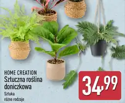 ALDI Roślina doniczkowa Home Creation oferta