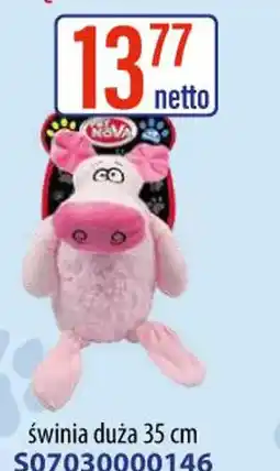 AT Novum świnia duża oferta