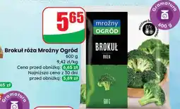 Dino Brokuł róża oferta