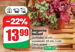 Dino Begonia beleaf oferta