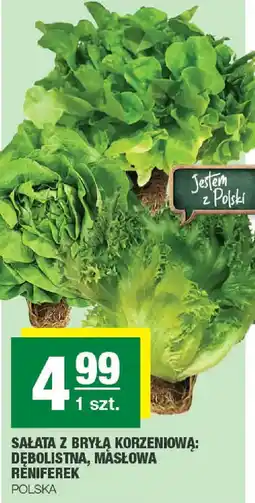 EuroSPAR Sałata z bryłą korzeniową oferta