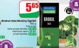 Dino Brokuł róża Mroźny Ogród oferta