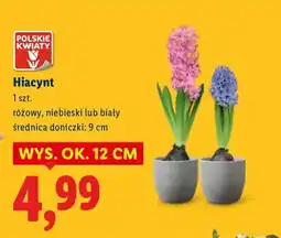 Lidl Hiacynt oferta