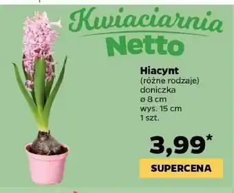 Netto Hiacynt wys 15 cm 1 SZT oferta