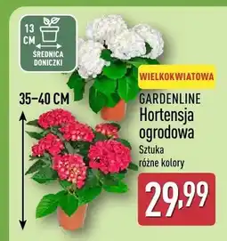 ALDI Hortensja ogrodowa oferta