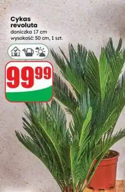 Dino Cycas revoluta oferta