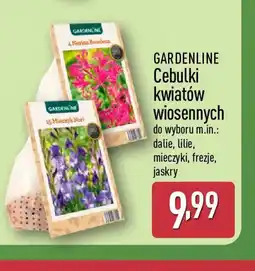 ALDI GARDENLINE Cebulki kwiatów wiosennych oferta