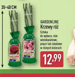 ALDI GARDENLINE Krzewy róż oferta