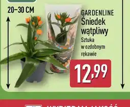 ALDI Gardenline Sniedek wątpliwy oferta