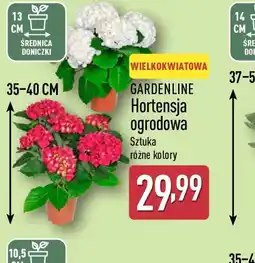 ALDI Gardenline Hortensja ogrodowa oferta